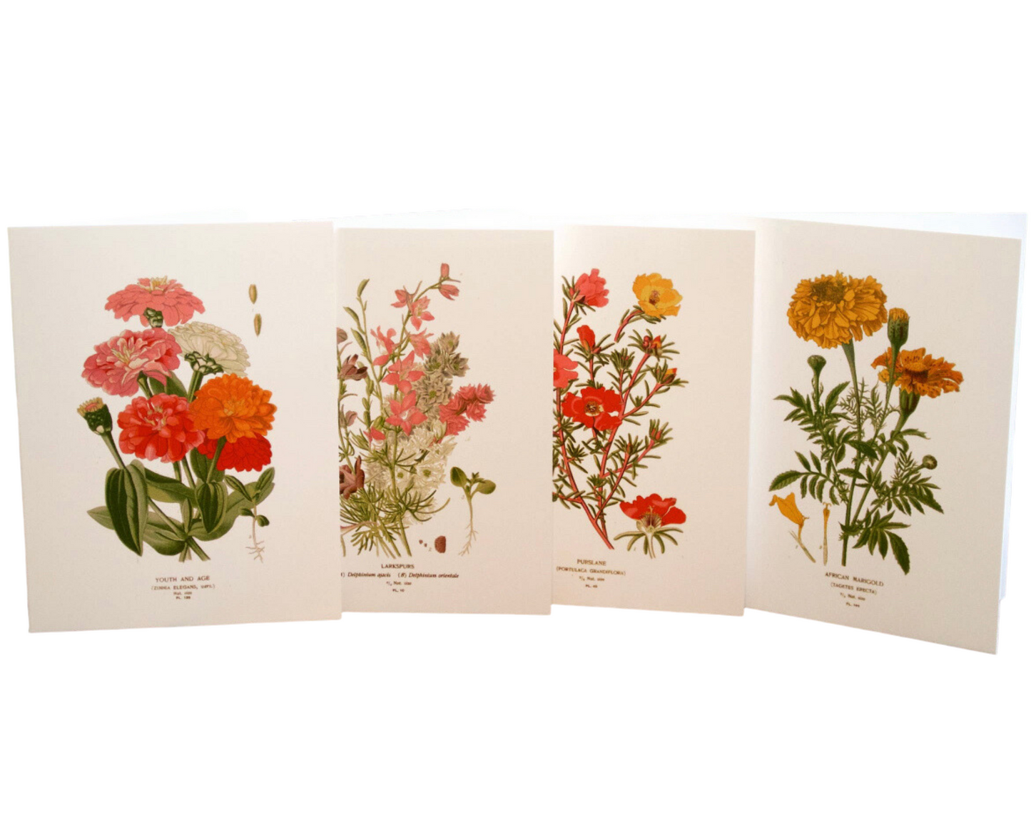 Botanical Greeting Cards Set